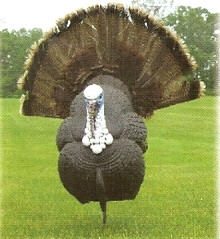 Photo Fan to attach spread out Turkey fan for decoys