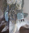 great horned owl 2.jpg (55797 bytes)
