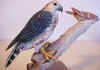 hawk sparrow 1.jpg (38755 bytes)