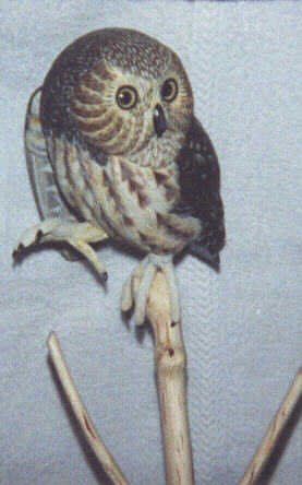Saw Whet Owl